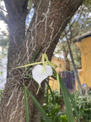 Brassavola