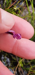 Thereianthus minutus