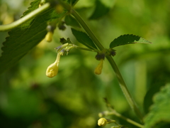 Nepeta govaniana