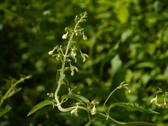 Nepeta govaniana