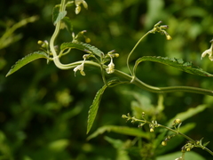 Nepeta govaniana