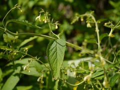 Nepeta govaniana