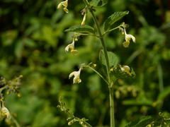 Nepeta govaniana