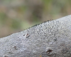 Phaeocalicium curtisii