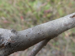 Phaeocalicium curtisii