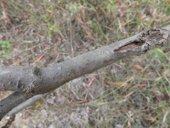 Phaeocalicium curtisii