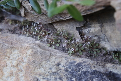 Crassula dentata