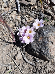 Oxalis adenophylla