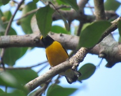 Euphonia minuta