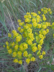 Euphorbia angulata