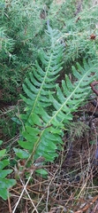 Polypodium vulgare