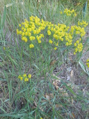 Euphorbia angulata