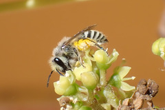 Colletes moricei