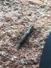 Tarachodes sanctus