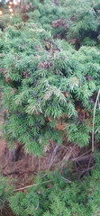 Juniperus communis