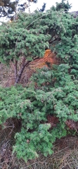 Juniperus communis