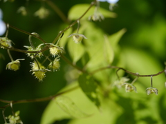 Hackelia uncinata