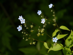Hackelia uncinata