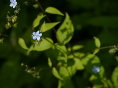 Hackelia uncinata
