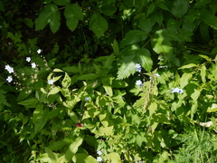 Hackelia uncinata