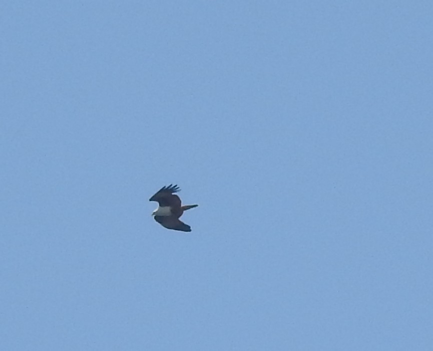Brahminy Kite