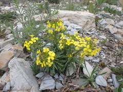 Erysimum callicarpum