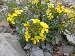 Erysimum callicarpum