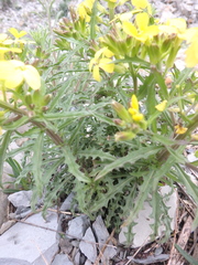 Erysimum callicarpum