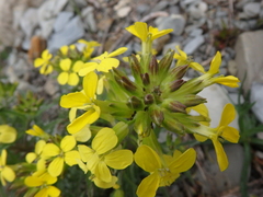 Erysimum callicarpum