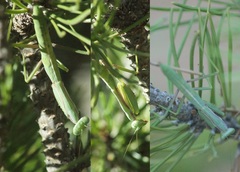 Iris oratoria