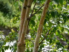 Betula utilis