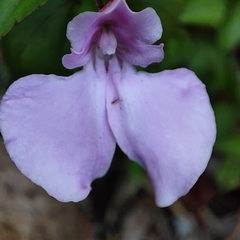 Impatiens cecilii