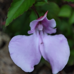 Impatiens cecilii