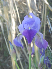 Iris pallida illyrica