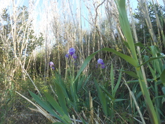 Iris pallida illyrica
