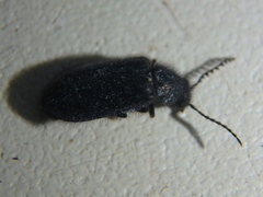 Rhadalidae