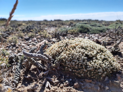 Benthamiella pycnophylloides
