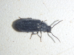 Rhadalidae