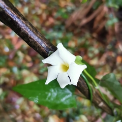 Thunbergia neglecta