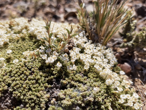 Benthamiella pycnophylloides