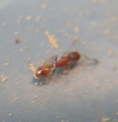 Temnothorax affinis
