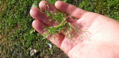 Juncus ranarius