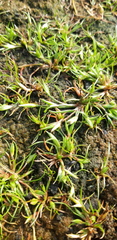 Juncus ranarius