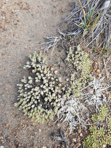 Benthamiella lanata