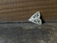 Herminodes atrosignata