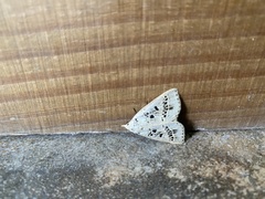 Herminodes atrosignata