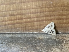 Herminodes atrosignata