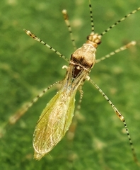 Gampsocoris pacificus