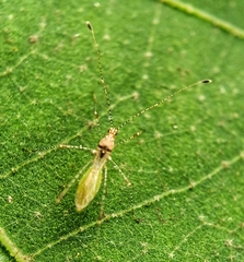 Gampsocoris pacificus