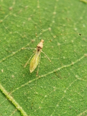 Gampsocoris pacificus